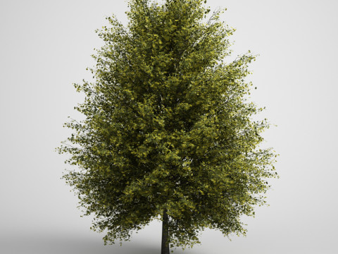20 Modello di albero Modello 3D