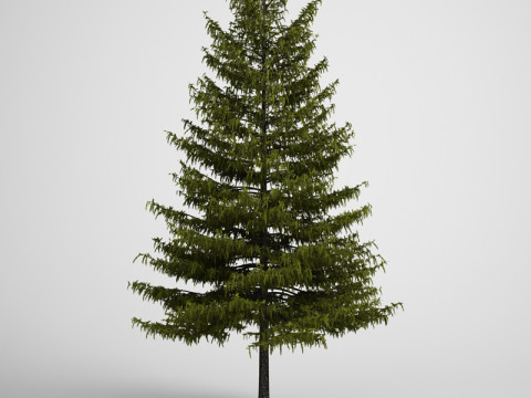 20 Modello di albero Modello 3D