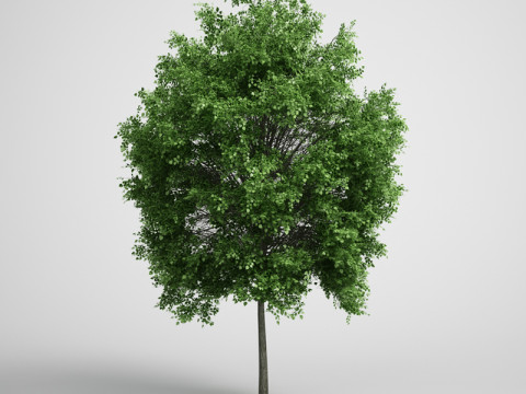 20 Modello di albero Modello 3D