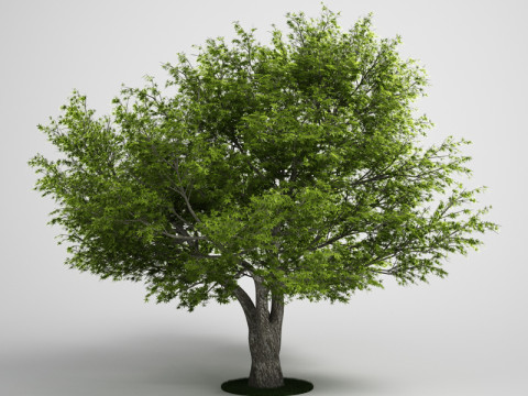 20 Modello di albero Modello 3D
