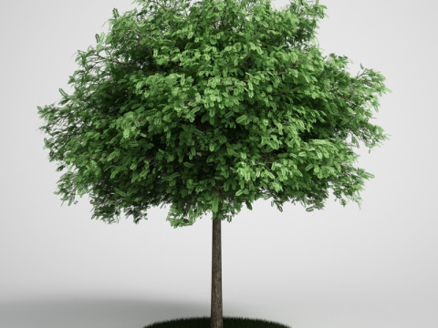 20 Modello di albero Modello 3D