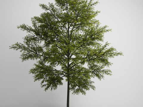 20 Modello di albero Modello 3D