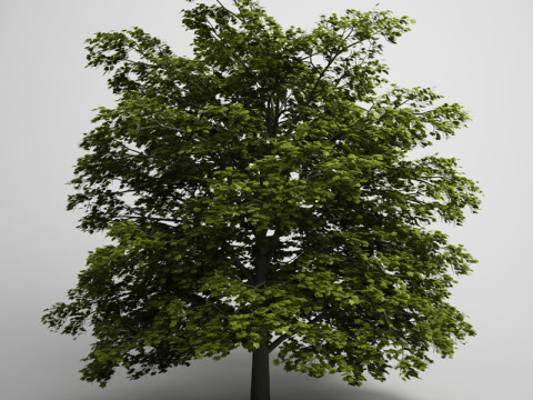 20 Modello di albero Modello 3D