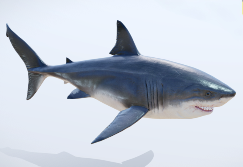 Realistic deep-sea shark 3D 模型 .c4d .max .obj .3ds .fbx .stl .blend