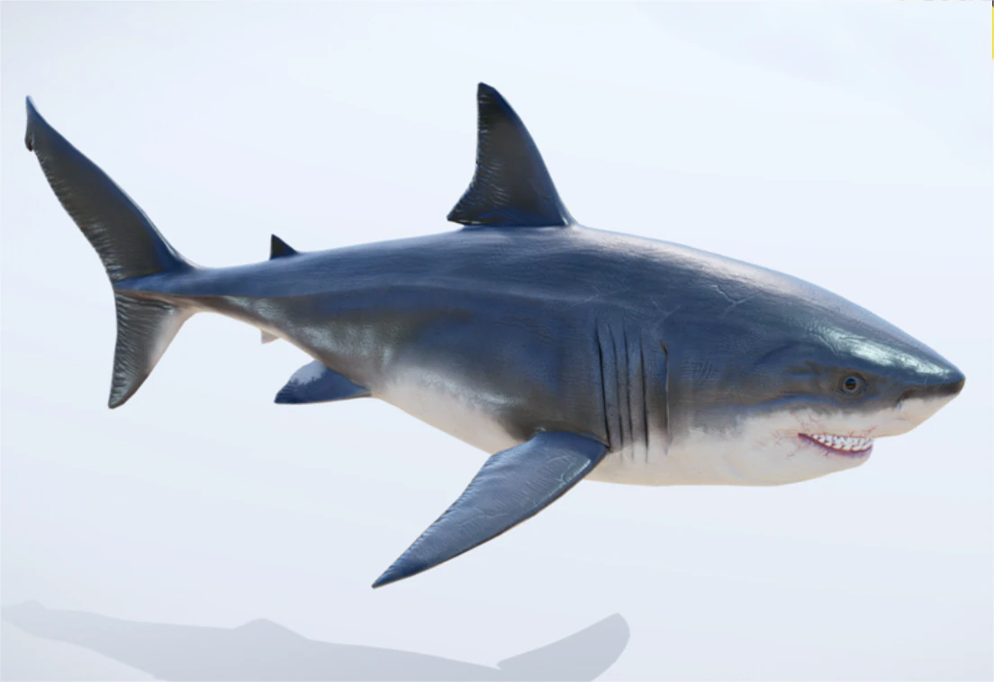 Realistic deep-sea shark 3D Model .c4d .max .obj .3ds .fbx .stl .blend