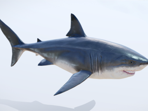 Realistic deep-sea shark 3D 模型