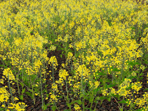 Rural rapeseed flower landscape 3D Model