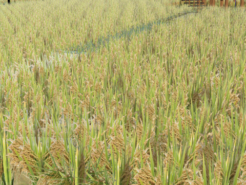 Pemandangan sawah Model 3D