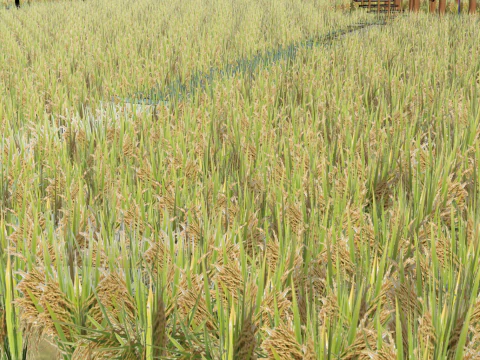 Rice field landscape 3D Model