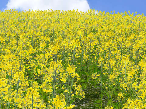 Cielo blu nuvole bianche fiori di colza spaventapasseri Modello 3D