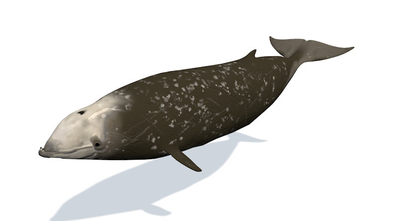 10 морських тварин 3D Модель .c4d .max .obj .3ds .fbx .stl .blend