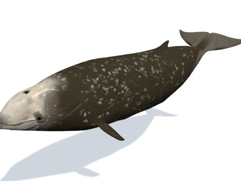 10 zwierząt morskich Model 3D