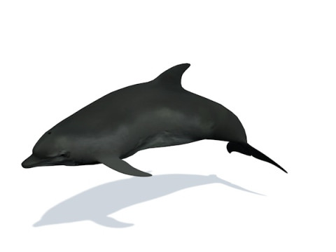 10 морських тварин 3D Модель