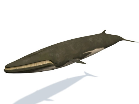 10 морських тварин 3D Модель