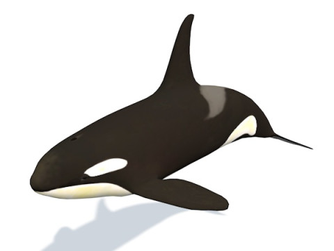 10 морських тварин 3D Модель