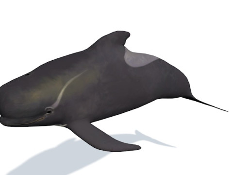 10 морських тварин 3D Модель