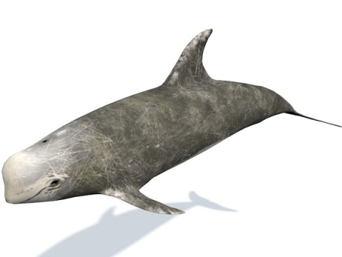 10 морських тварин 3D Модель