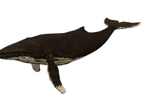 10 морських тварин 3D Модель