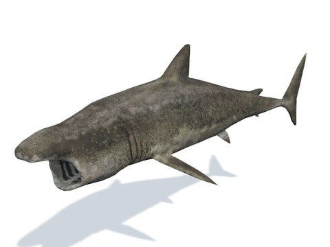 10 морських тварин 3D Модель