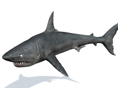 10 морських тварин 3D Модель