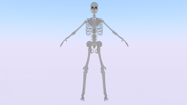Skeleton of a Man 3D-Modell .c4d .max .obj .3ds .fbx .stl .blend 