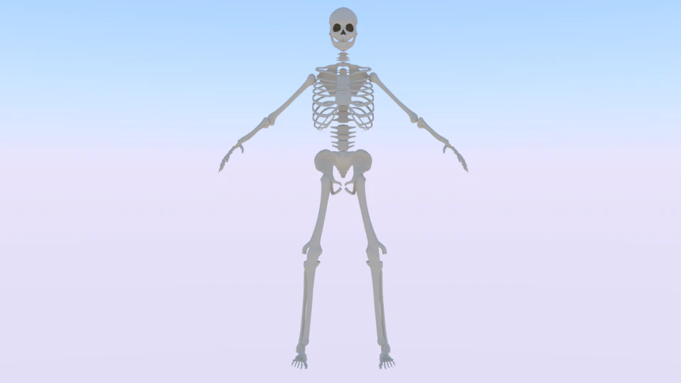 Skeleton of a Man 3D Model .c4d .max .obj .3ds .fbx .stl .blend 