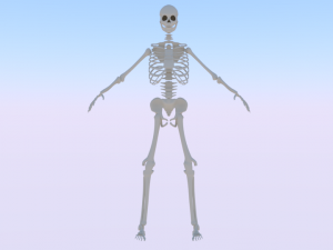 Skeleton of a Man 3D 模型