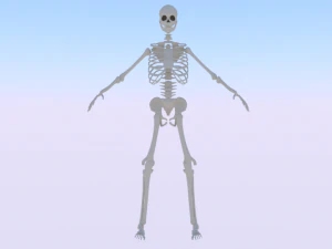esqueleto de un hombre Modelo 3D