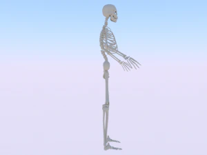 Skeleton of a Man 3D Model