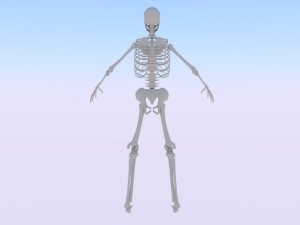 Skeleton of a Man 3D-Modell