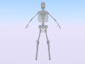 Skeleton of a Man 3D Model