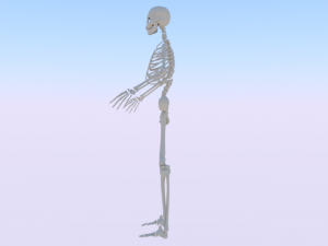 Skeleton of a Man 3D-Modell