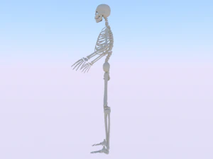 Skeleton of a Man 3D Model
