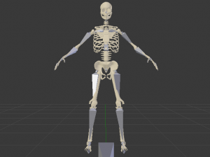 Skeleton of a Man 3D-Modell