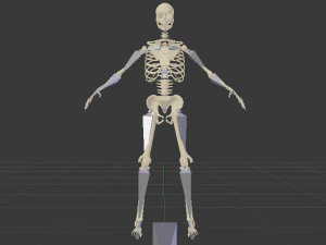 Skeleton of a Man 3D Model