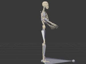 Skeleton of a Man 3D Model