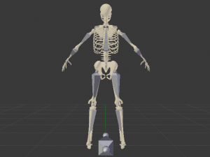 Skeleton of a Man 3D-Modell