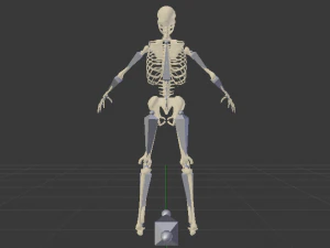 Skeleton of a Man 3D Model