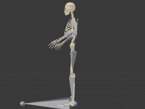 Skeleton of a Man 3D Model
