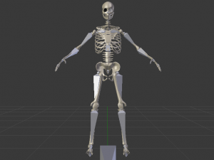 Skeleton of a Man 3D-Modell