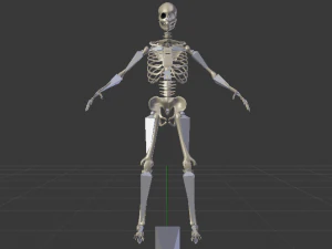 Skeleton of a Man 3D Model