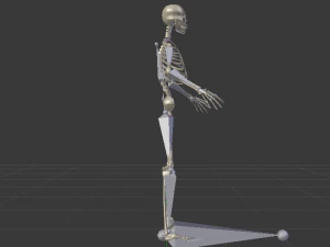 Skeleton of a Man 3D Model