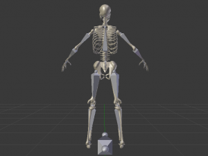 Skeleton of a Man 3D-Modell