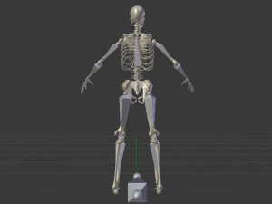 Skeleton of a Man 3D Model