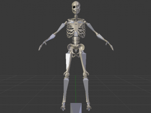 Skeleton of a Man 3D-Modell