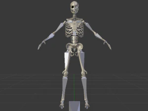 Skeleton of a Man 3D Model