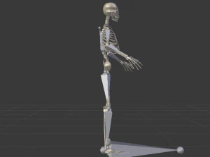 Skeleton of a Man 3D Model