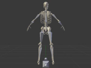 Skeleton of a Man 3D Model