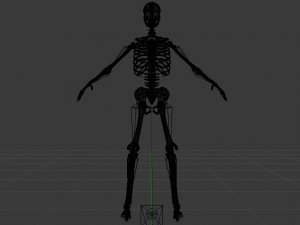 Skeleton of a Man 3D-Modell