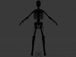 Skeleton of a Man 3D Model